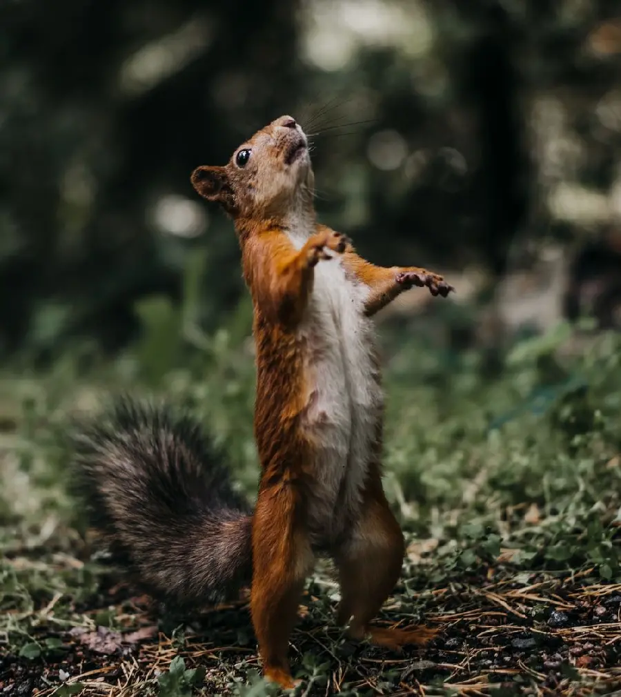 Background of the red squirrel in nature and forest cover 