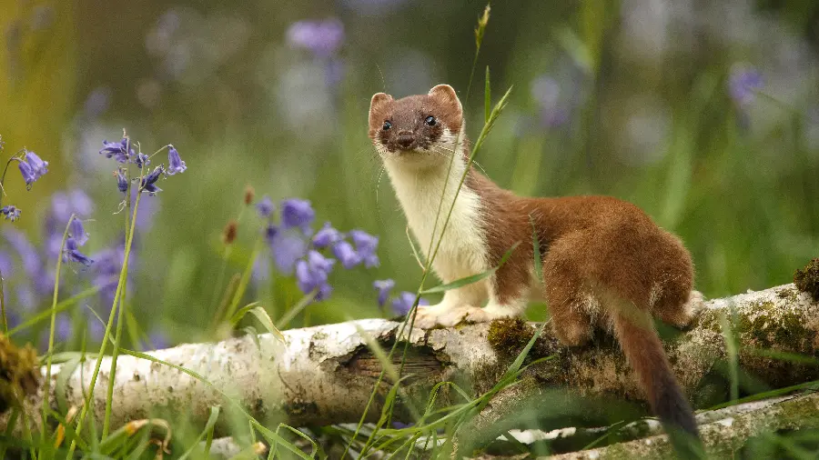 Cute and funny image of a rare animal in 8K quality for tablet and laptop backgrounds