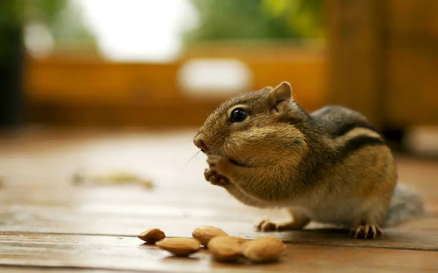 Stock photo of a cute domestic squirrel eating food