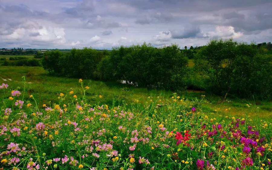 Background of a flowery plain, a beautiful place in nature suitable for photography