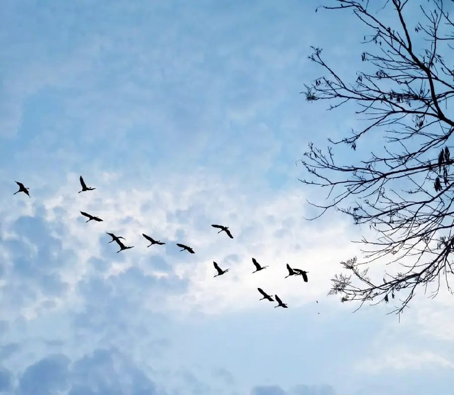 Image of majestic birds in a cloudy and gloomy sky