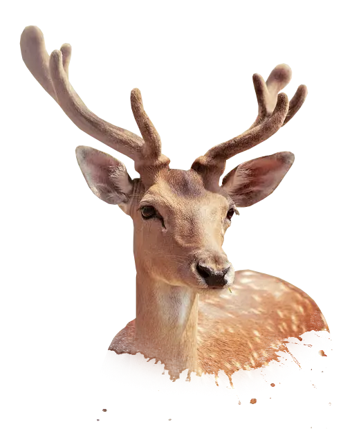 Download real and wild deer PNG image teleported and without background for free