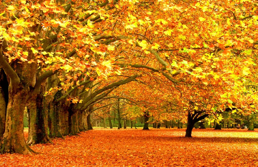 Photo of the ground covered with colorful autumn leaves on the forest floor