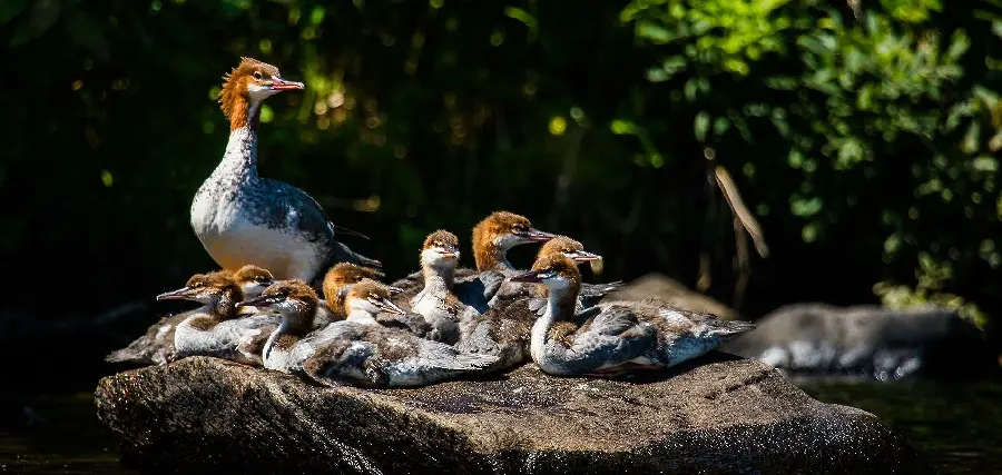Free Background Fine Art Photography with Free Birds