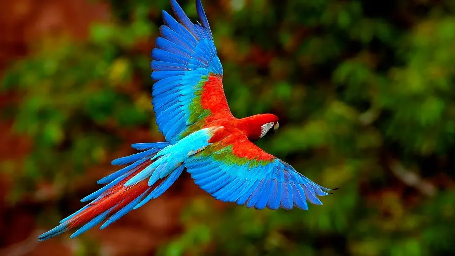 Stock photo of a colorful parrot flying for a computer background