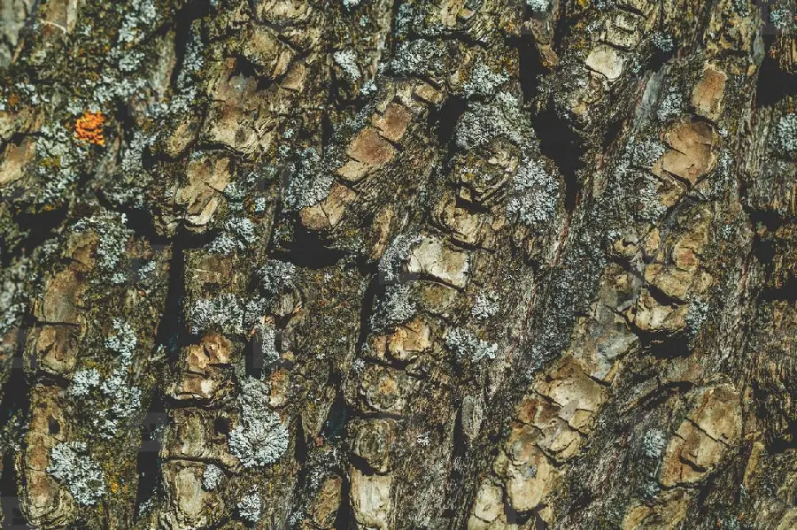 Download free stock photos of beautiful and real tree bark for printing 