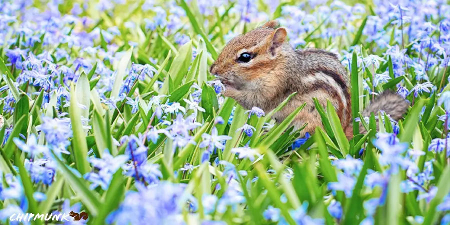 Dream profile photo And with quality of the squirrel in the flower field