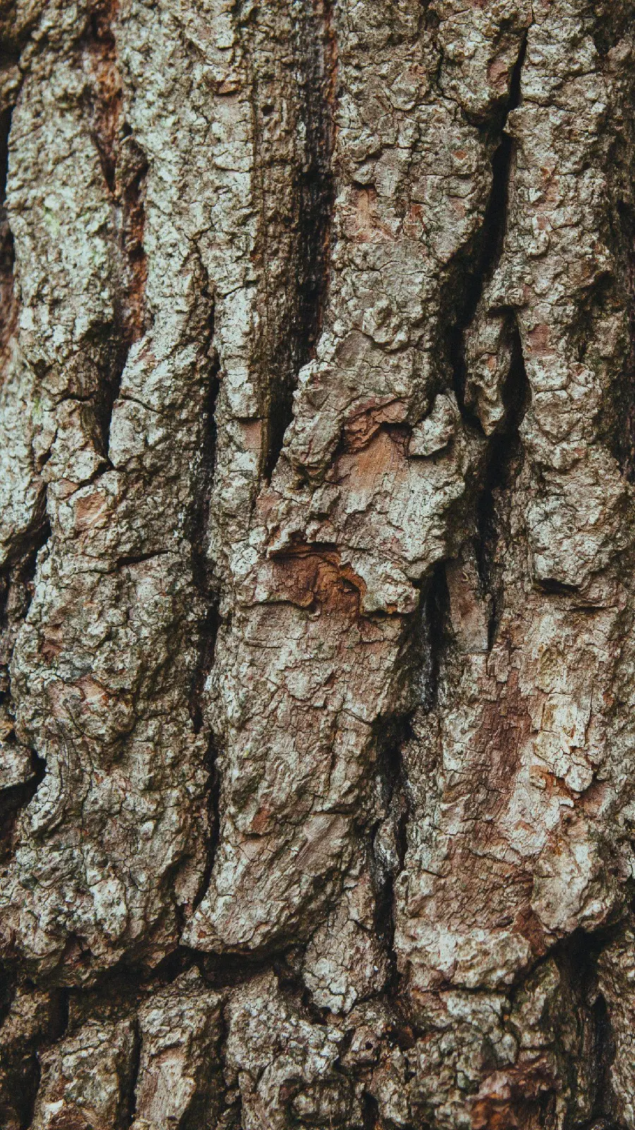 The most interesting photo of the amazing old tree trunk bark 