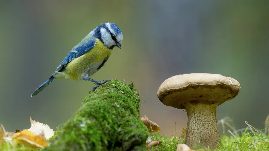 Wallpaper of an interesting scene of a blue sparrow on a boulder staring at a mushroom in HD quality