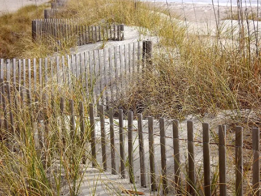 Spectacular photo of grass growing by the beach