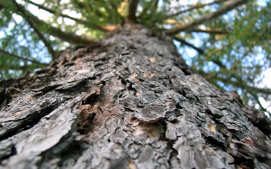 Download cool and stylish tree and trunk photography idea for editing and Photoshop 
