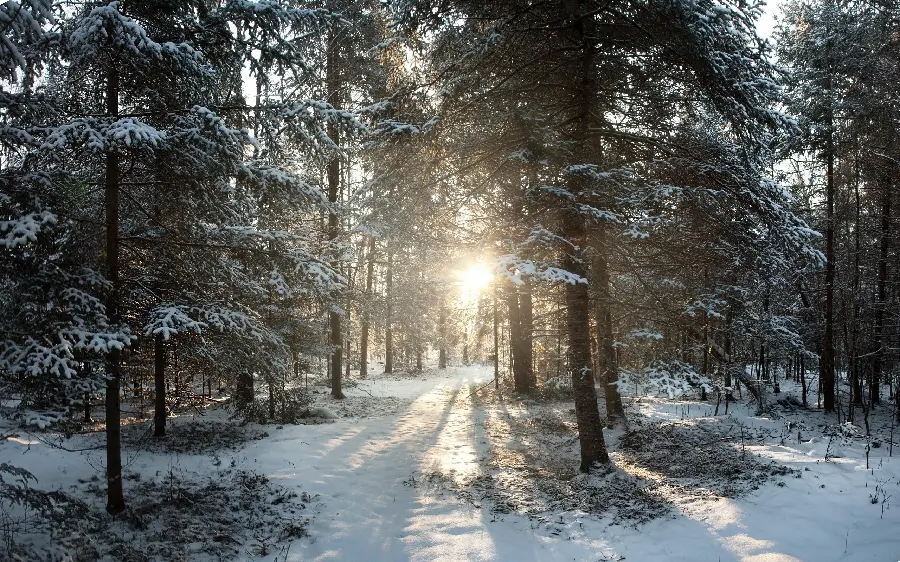 Winter photo and snow-covered ground for poster printing
