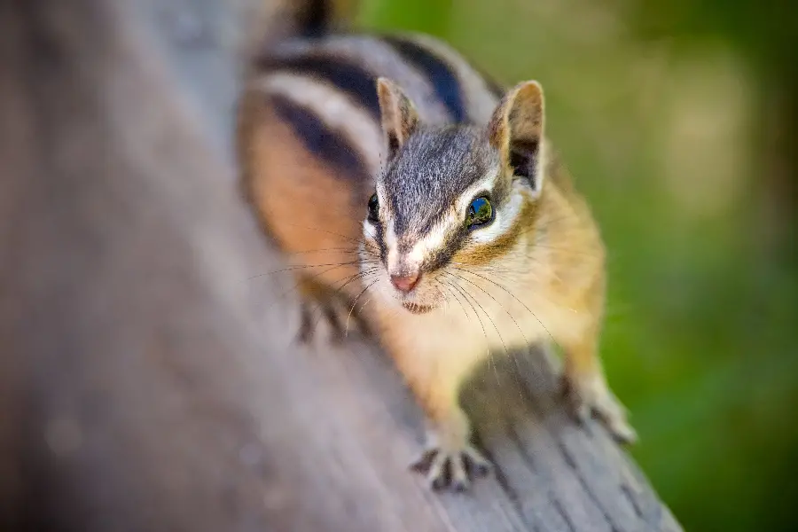 Super high quality background of a marten or striped squirrel
