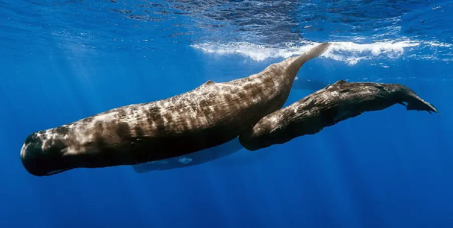 Photo of a blackish-brown sperm whale in ocean waters