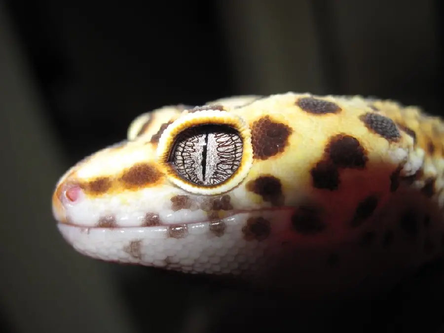 Super quality background of leopard gecko from amazing head and eye angle