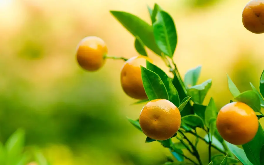 DownloadFree Stock Photos of Delicious Fruit Trees with Direct Links