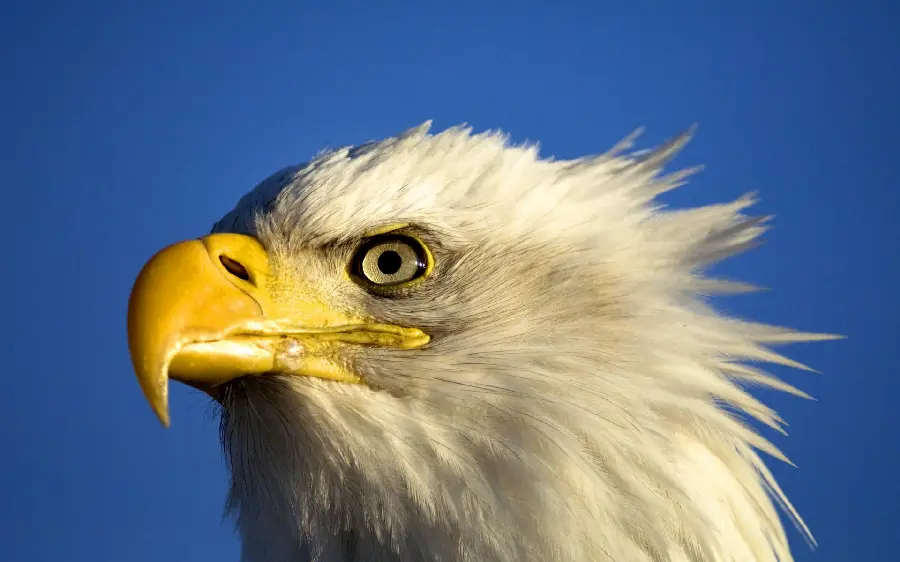 Highest Quality Eagle Portrait Stock Photo for Cham 