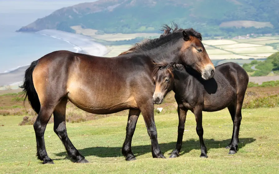 A special and unique photo of noble and incredibly beautiful brown and black horses