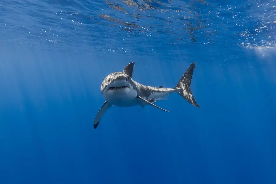 Download photo of large and giant whale shark in the Iranian sea 