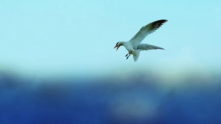Stock photo of a beautiful and free birdNature 