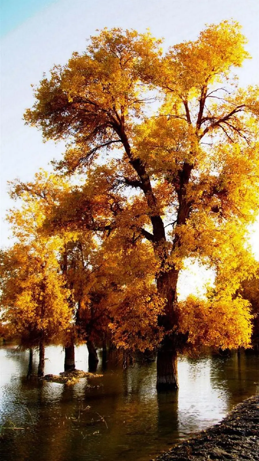 Stock photo of a lonely old yellow oak in a forest in an autumn landscape