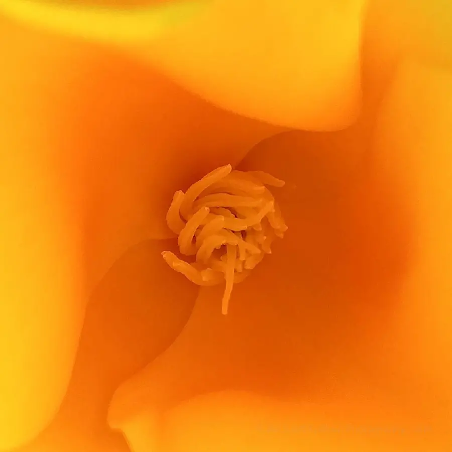 Macro Pansy Art Background Jeff Sullivan Photography