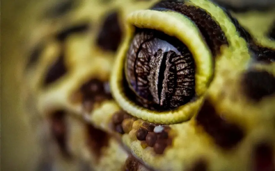 Download leopard gecko stock for animal lovers