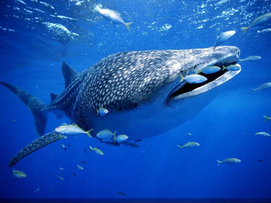Real giant whale shark photo with the best quality for background 