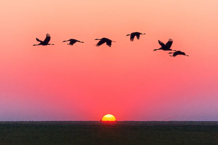 Wallpaper of flying wild birds in a beautiful sunset