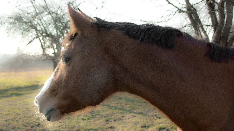 Beautiful Brown Horse Fine Art Photography Background