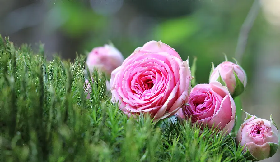 Unique background of pink flowers for poster and painting printing