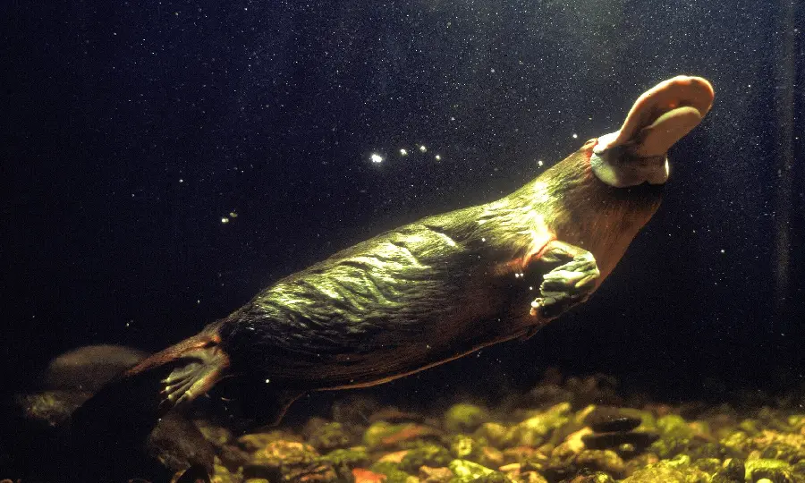 Beautiful underwater platypus background for your computer
