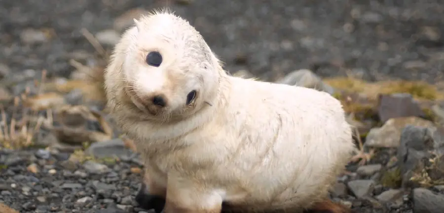 Download Cute Little White Seal Stock Photo