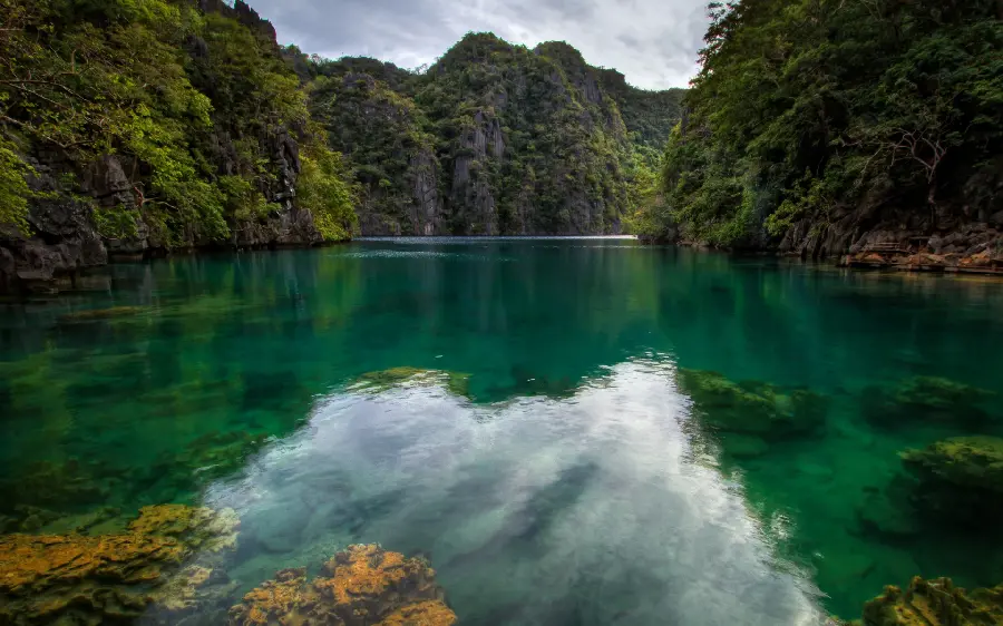 A pristine and very green place in nature free from humans 