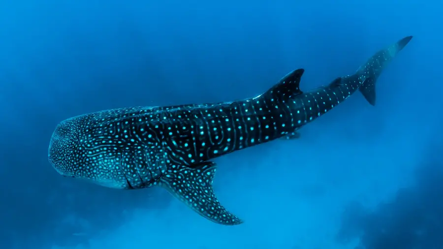 Photo of whale shark or real whale shark the strangest sea animal 
