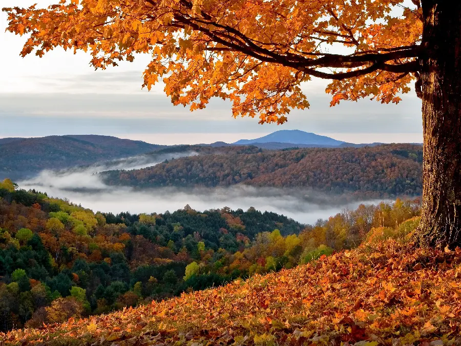 Autumn scenery with a beautiful size for profile pictures and backgrounds