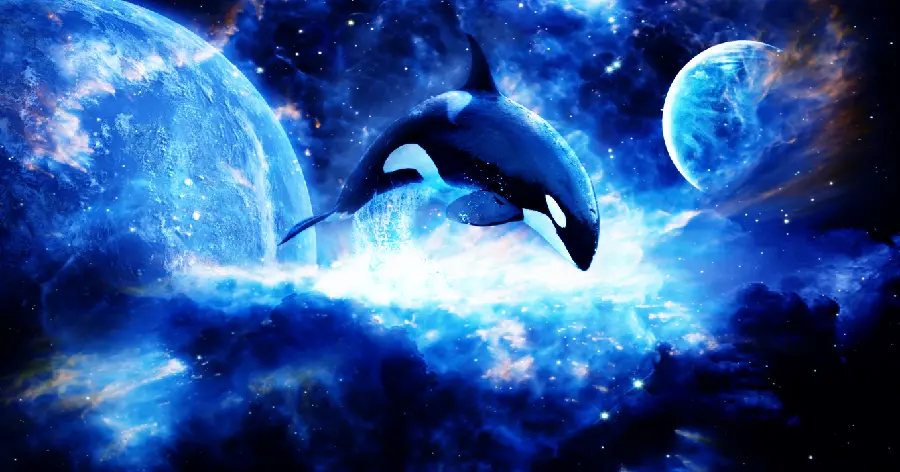Orca Killer Whale
