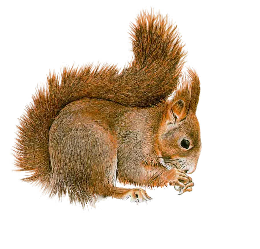 Download free and widely used PNG image of squirrel