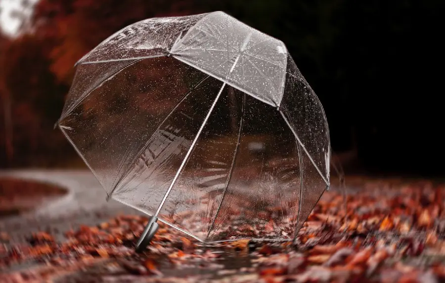 Download Photo of Transparent and Colorless Glass Umbrella on Autumn Leaves Suitable for Phone Wallpapers 