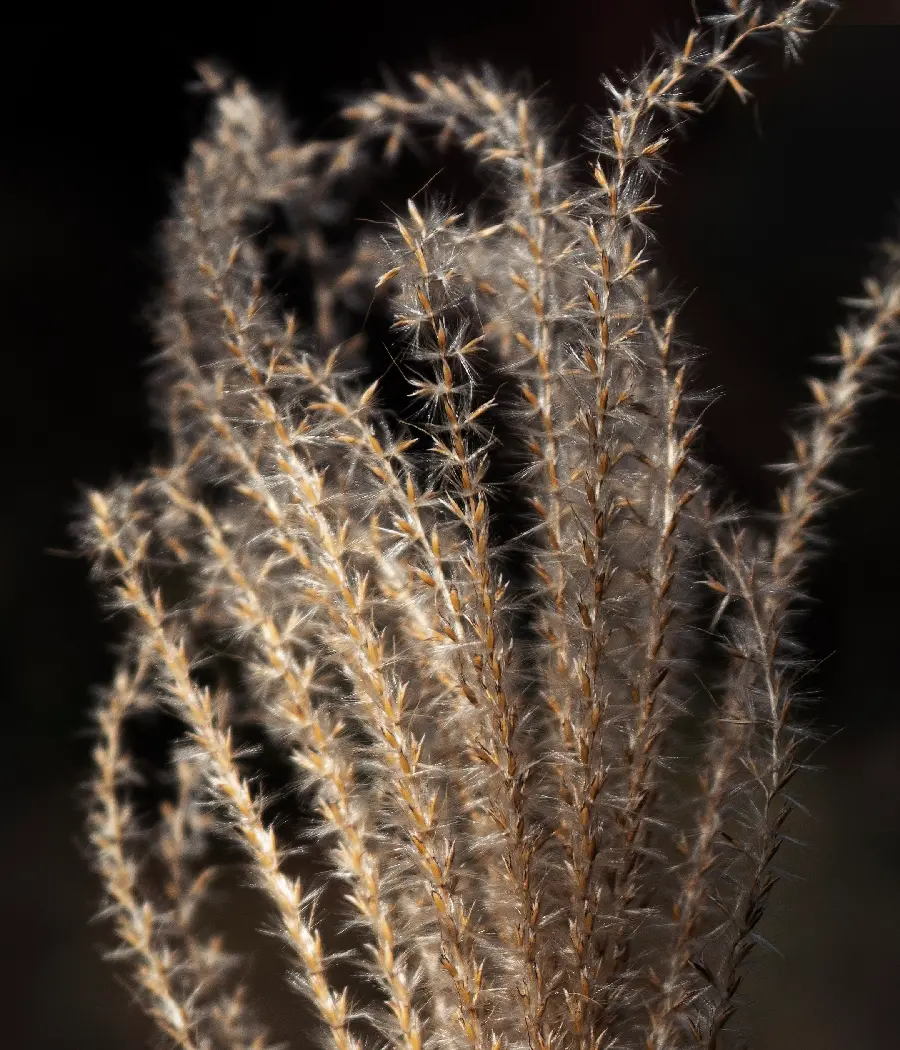 Download Sony Xperia 5 mobile phone screen wallpaper with thorny plant design