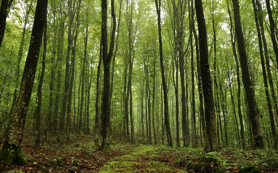 Forest and narrow but tall and leafy trees and loads 