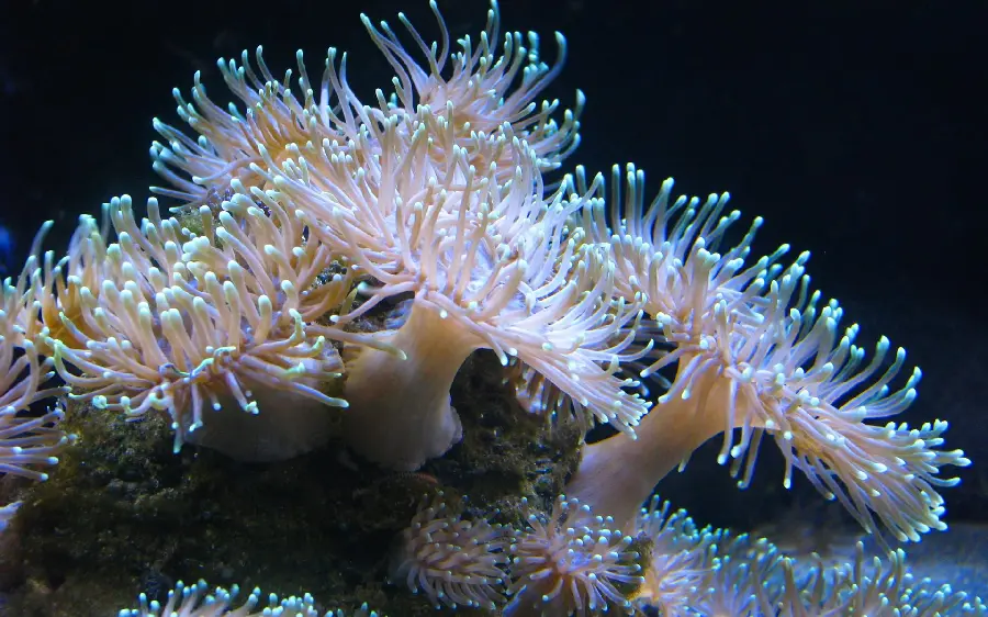 Download the most amazing marine and aquatic creature image 