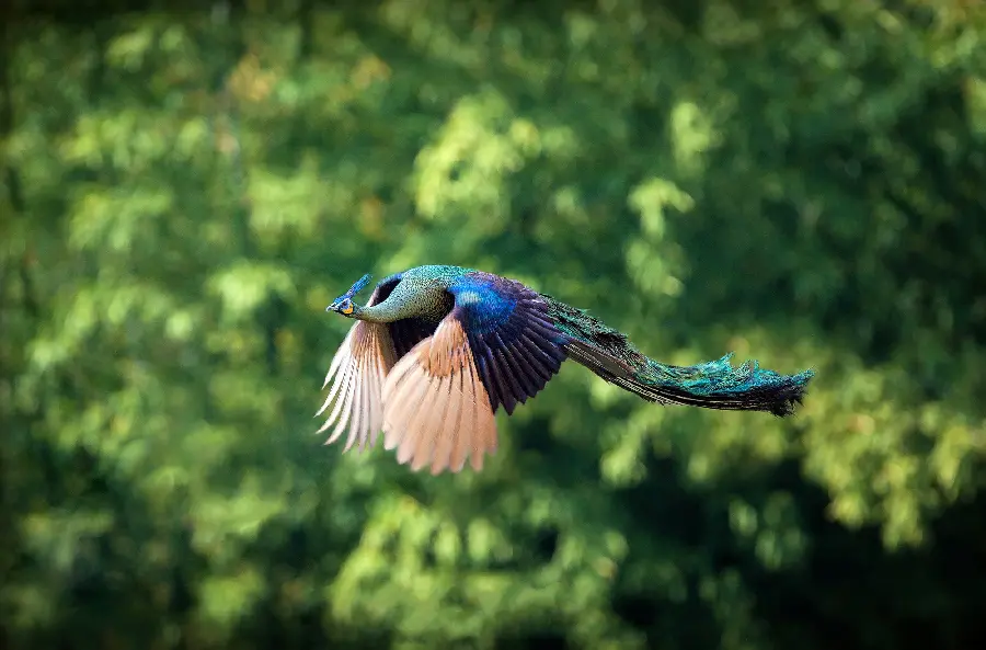 A magnificent image of a male peacock flying in the wild