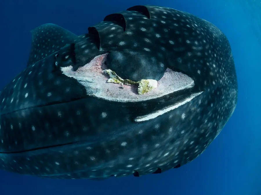 Strange and terrifying image of the whale shark, the largest marine creature discovered