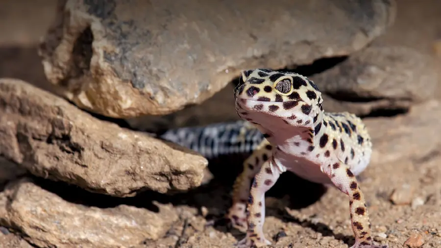 Amazing background of a leopard gecko for monitors and laptops