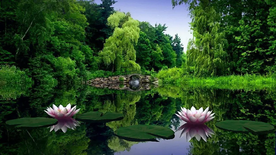 Stock of a pond and lotus flowers with a spectacular view