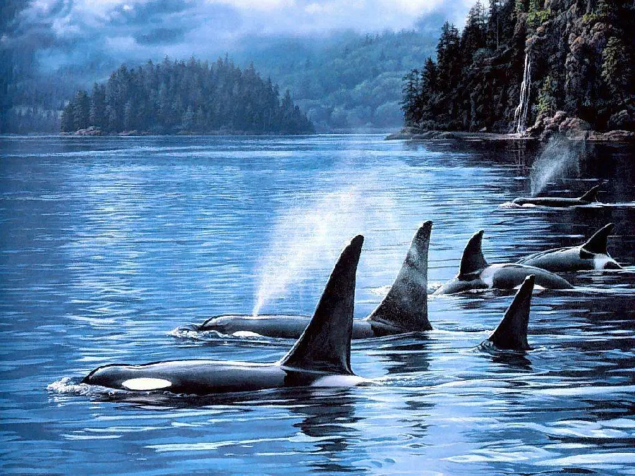 Orca killer whale