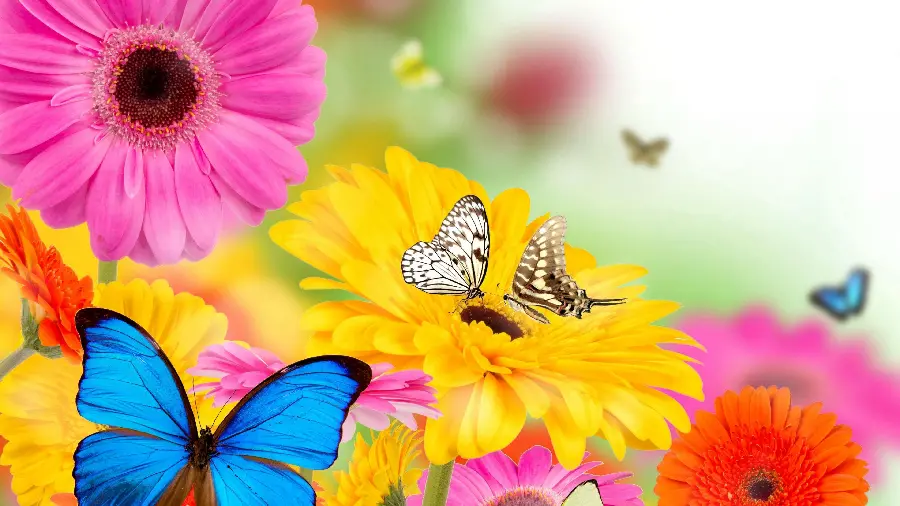 Download profile photo and background of beautiful and colorful summer flowers 