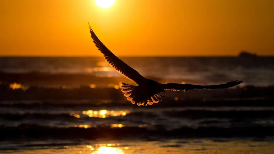 The most viewed photo of birds flying for poster and sign printing