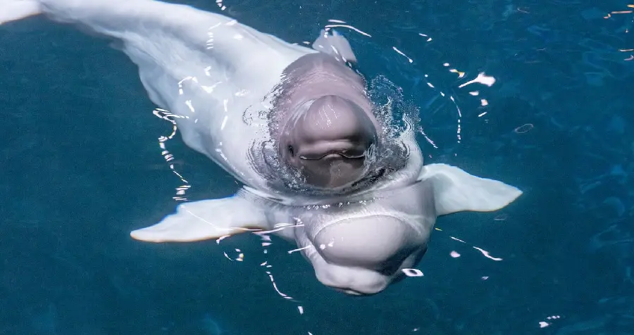 Stock photo of a baby beluga whale riding on its mother's back